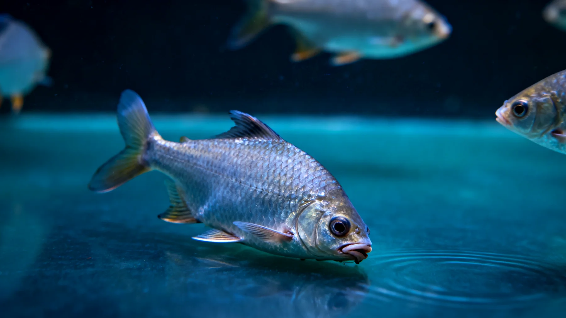 Erwachsene Fische zeigen häufig Anzeichen von Stress oder Krankheit, die vom Besitzer erst spät erkannt werden, da subtile Verhaltensänderungen wie verminderte Aktivität, Appetitlosigkeit oder abnormale Schwimmmuster oft übersehen werden und eine frühzeitige tierärztliche Diagnose erschweren"