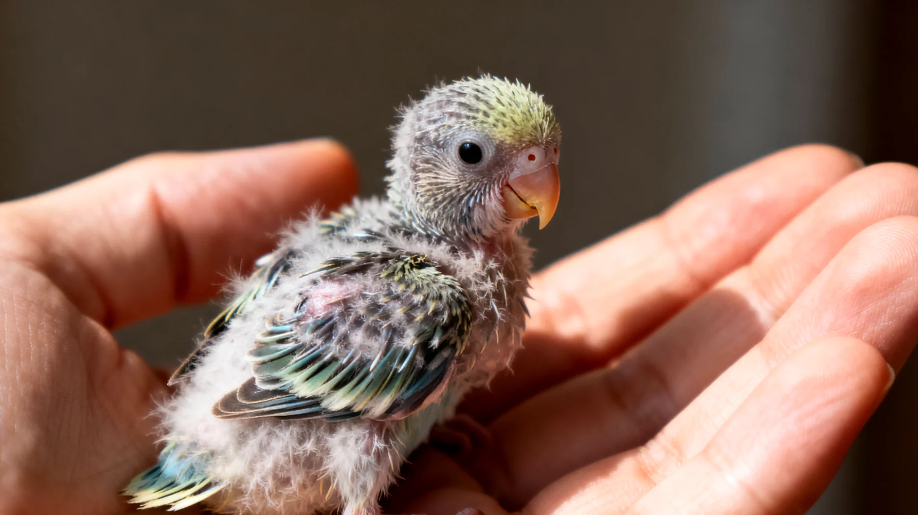 Wellensittich-Küken benötigen in den ersten Lebenswochen besondere natürliche Unterstützung für ihr empfindliches Immunsystem und die Federentwicklung, jedoch sind viele handelsübliche Präparate zu stark dosiert oder ungeeignet für Jungtiere"