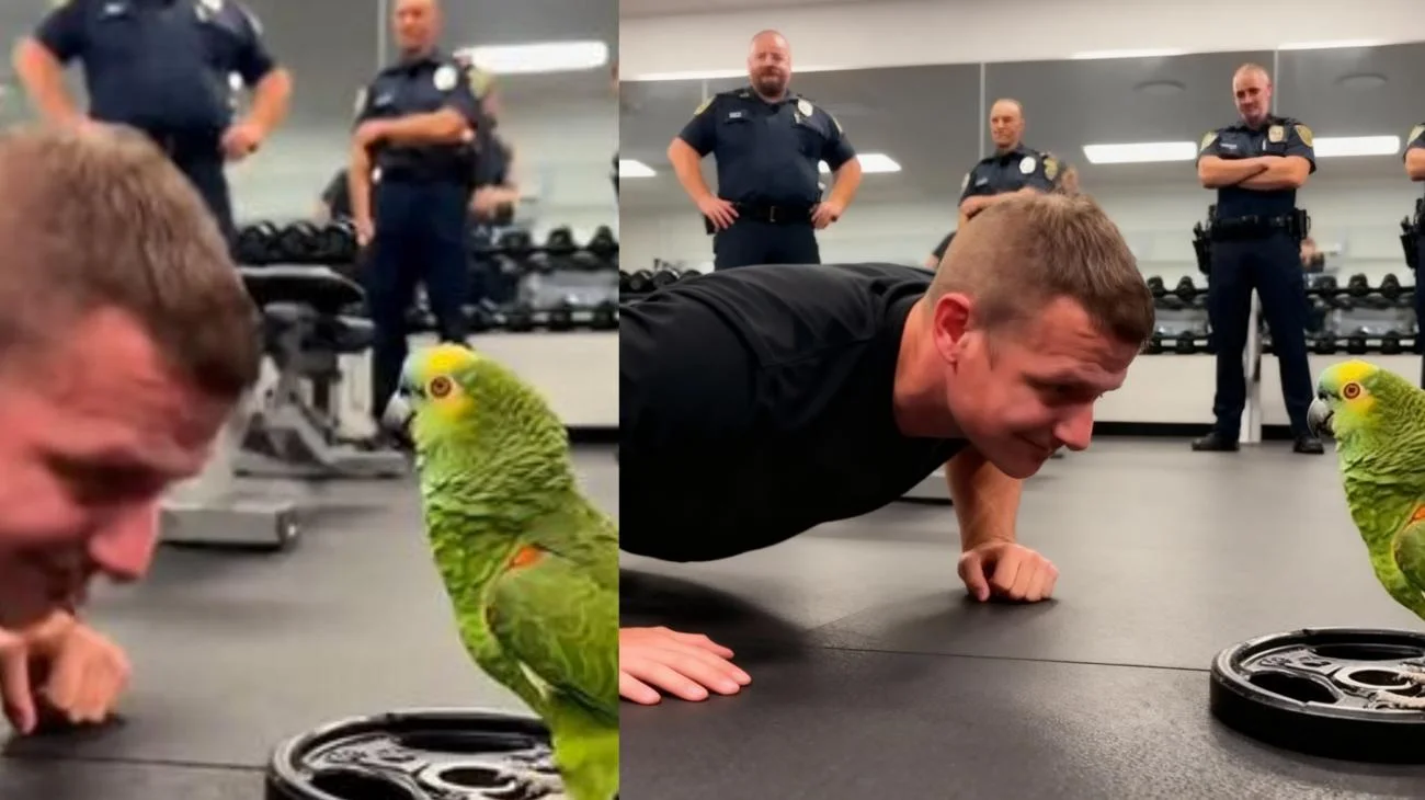 🦜 "EINS! ZWEI! DREI... und ein HALBES! STRAFE!" 💀💪 Dieser Papagei leitet jetzt das Polizei-Fitnessstudio. #ShockLens #SprechenderPapagei #LustigeTikToks #FitnessComedy #AIComedy #FreherPapagei #PolizeiComedy #ShockLens #LustigeTiere #ViraleShorts #VogelHumor"